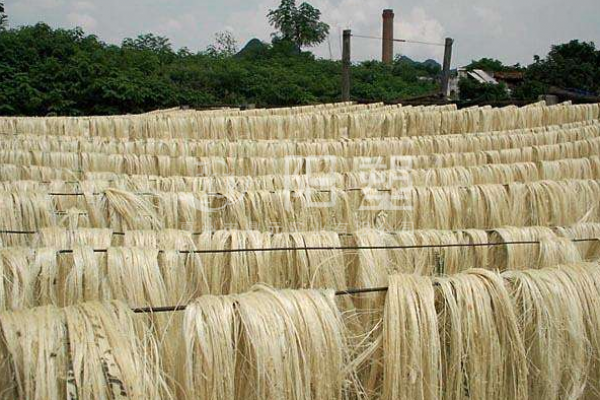 絲蘭與劍麻的區(qū)別是什么？怎么區(qū)分？